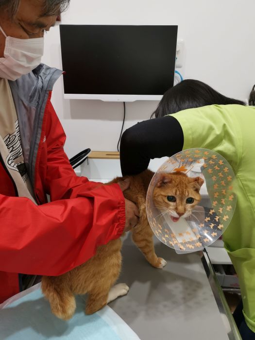 ラッキーさん お家ネコ化 計画進行中_f0050534_08325274.jpg