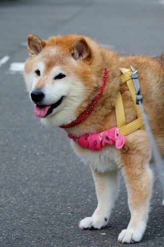 贅沢な色合い_b0314043_08540377.jpg