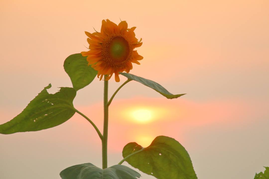 夕焼けと向日葵_e0403850_21025466.jpg