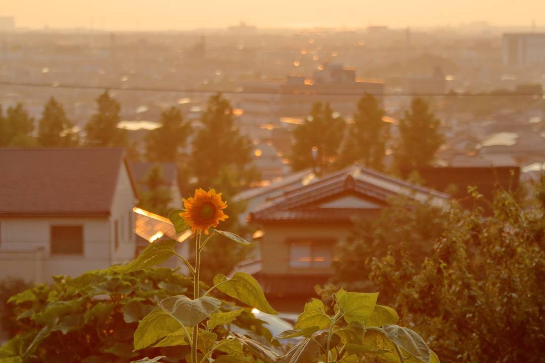 夕焼けと向日葵_e0403850_21030581.jpg