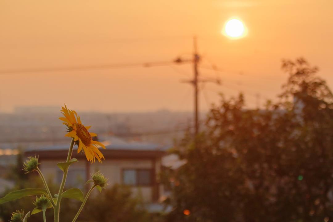 夕焼けと向日葵_e0403850_21031271.jpg