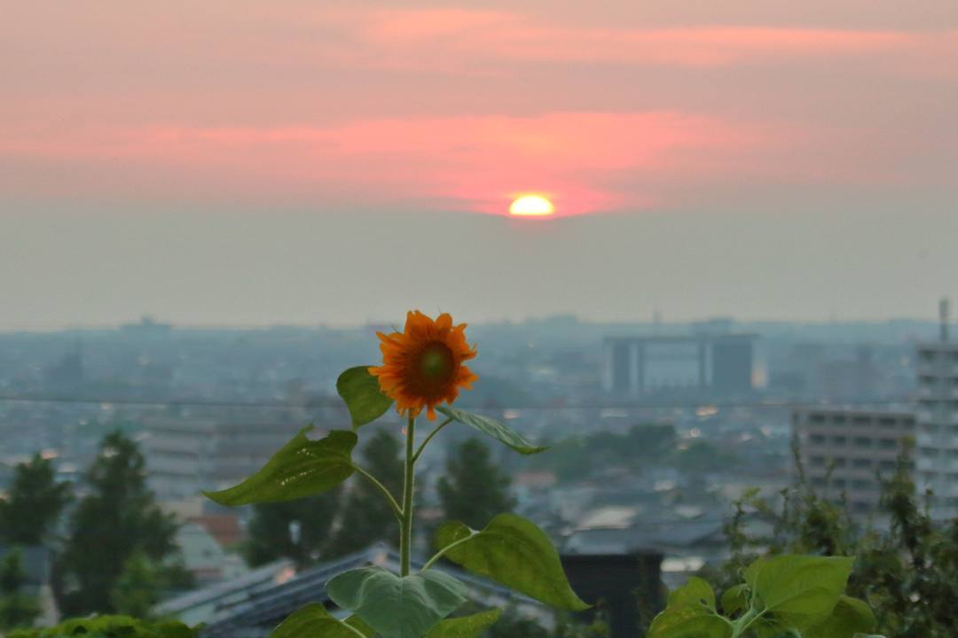 夕焼けと向日葵_e0403850_21032434.jpg