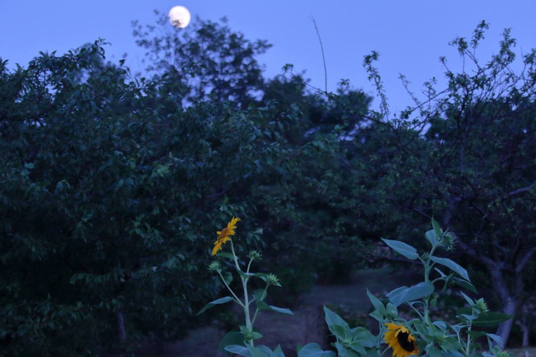 夕焼けと向日葵_e0403850_21034742.jpg