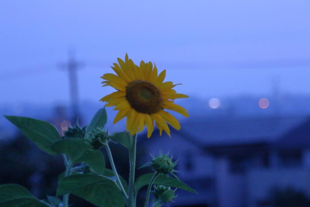夕焼けと向日葵_e0403850_21035955.jpg