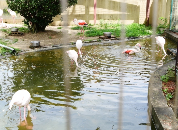 　　お城の動物園・フラミンゴ　　２０２０-０８-０７　００：００_b0093754_23101545.jpg