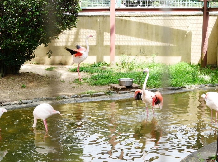 　　お城の動物園・フラミンゴ　　２０２０-０８-０７　００：００_b0093754_23102768.jpg
