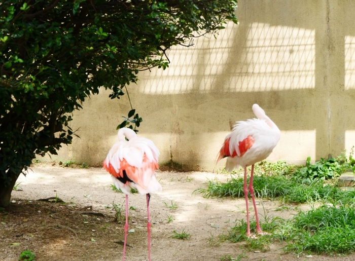 　　お城の動物園・フラミンゴ　　２０２０-０８-０７　００：００_b0093754_23104709.jpg