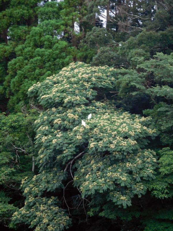 蓮の花_e0024554_20415970.jpg