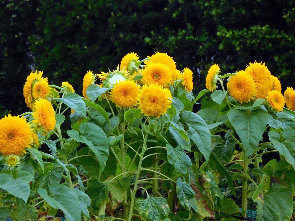 蓮の花_e0024554_20415974.jpg