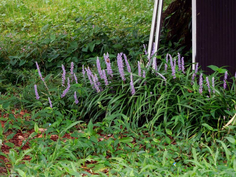 蓮の花_e0024554_20420076.jpg