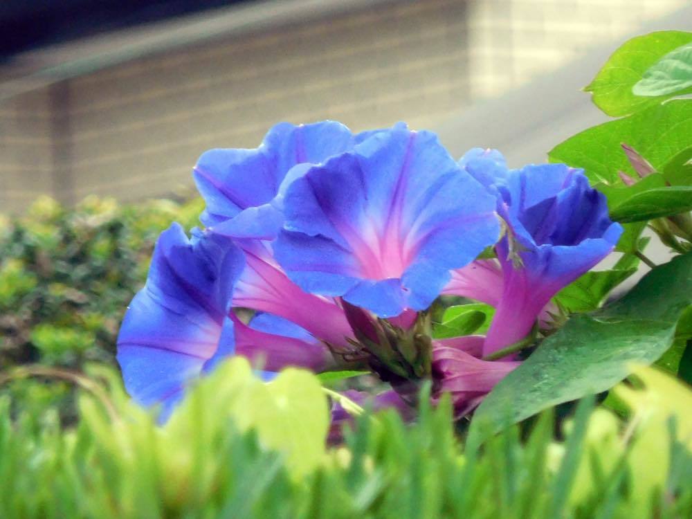 蓮の花_e0024554_20420612.jpg