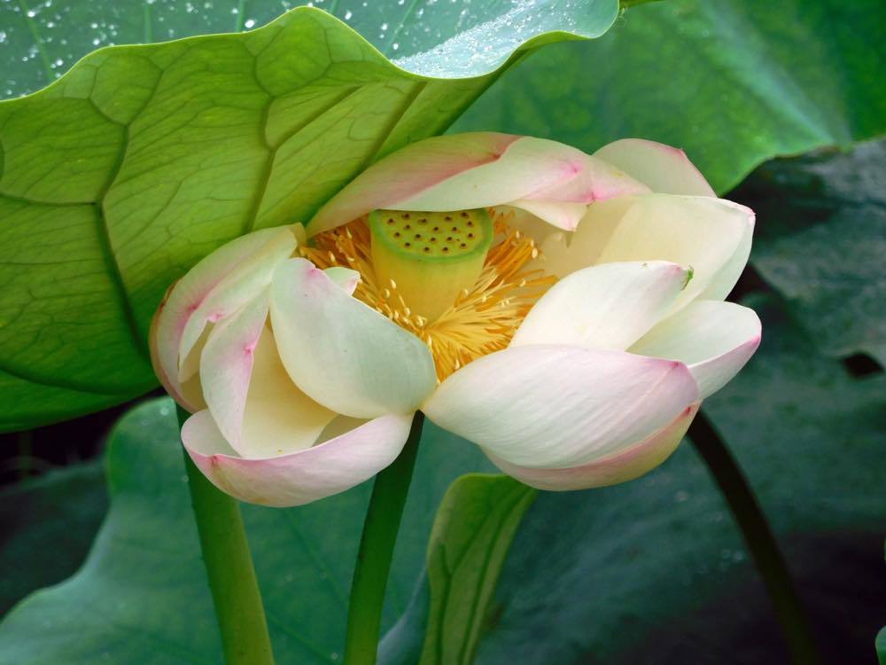 蓮の花_e0024554_20420762.jpg