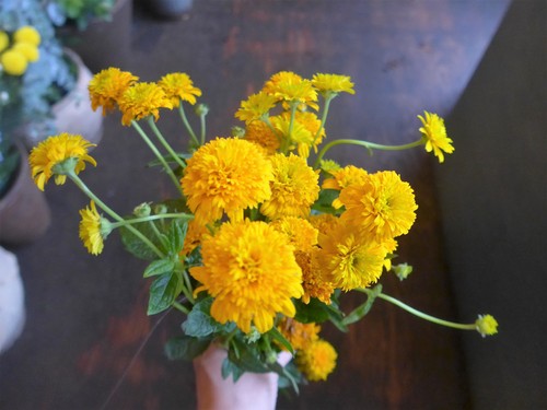 花修行～「鮨 波やし」さんの2020年8月のお花～_f0232060_11472468.jpg
