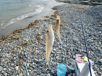 2020年 7回目のキス釣り 糸島市 風来坊のアウトドアライフ