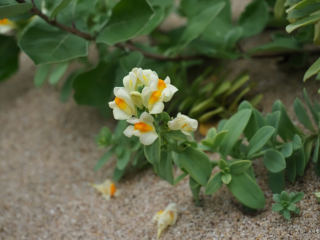 ウンラン オオバコ科 私の植物観察日記 ウンラン オオバコ科 私の植物観察日記