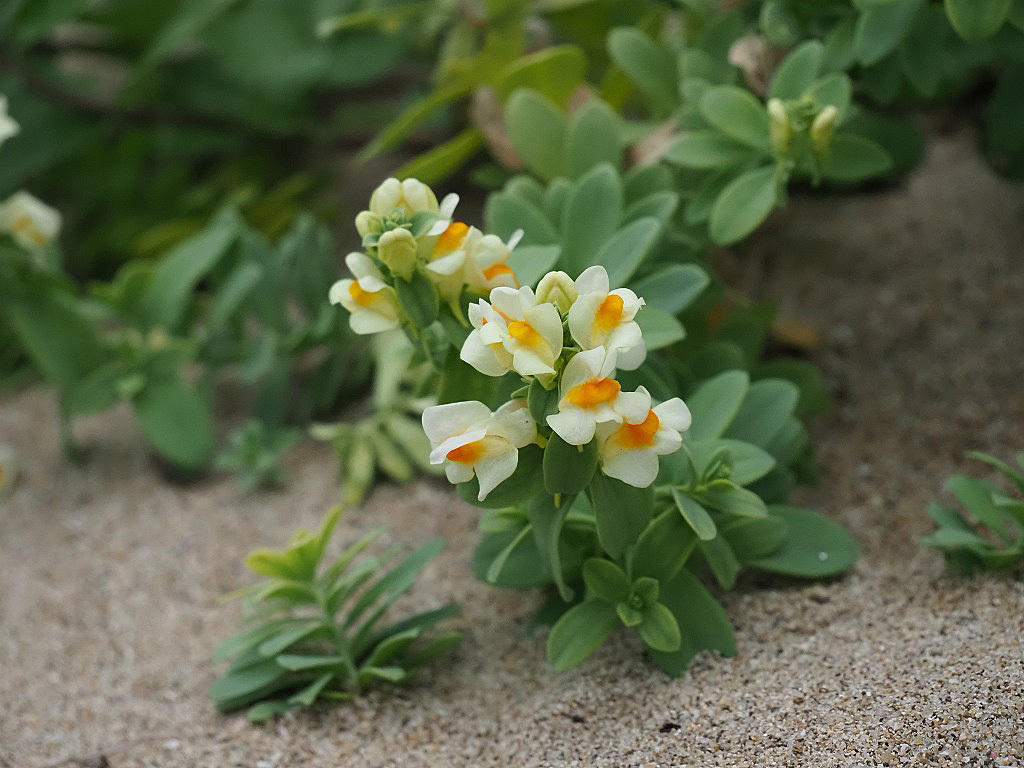 ウンラン オオバコ科 私の植物観察日記 ウンラン オオバコ科 私の植物観察日記