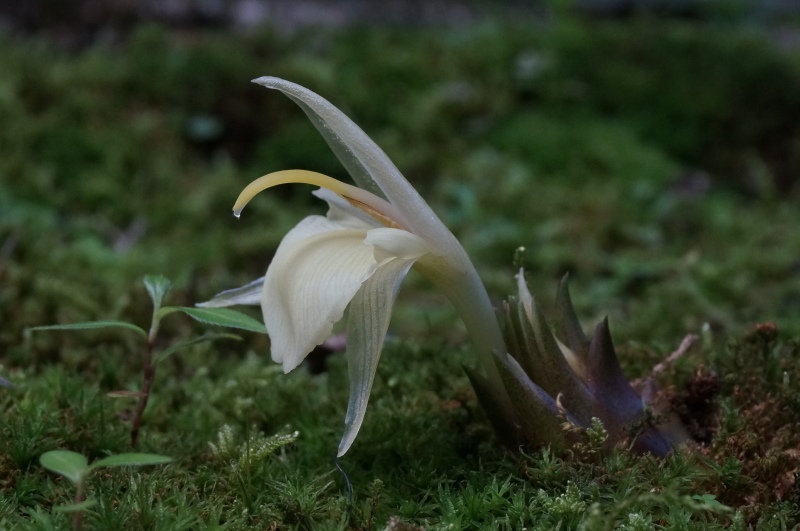 茗荷の花 きょうから あしたへ その２