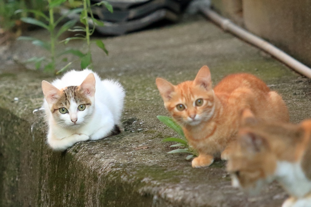 名前が決まった! シロちゃん_a0076825_19244659.jpg