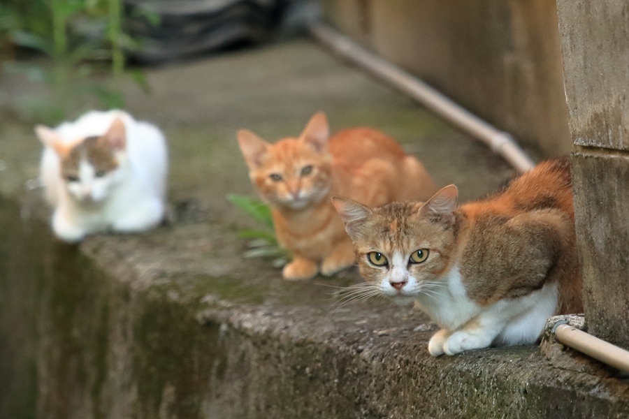 名前が決まった! シロちゃん_a0076825_19245487.jpg
