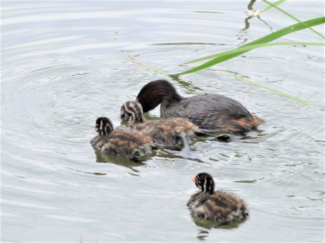 ご近所の水鳥たち ぽつぽつ山レポ ときどき休み ところにより道草 ご近所の水鳥たち ぽつぽつ山レポ ときどき休み ところにより道草