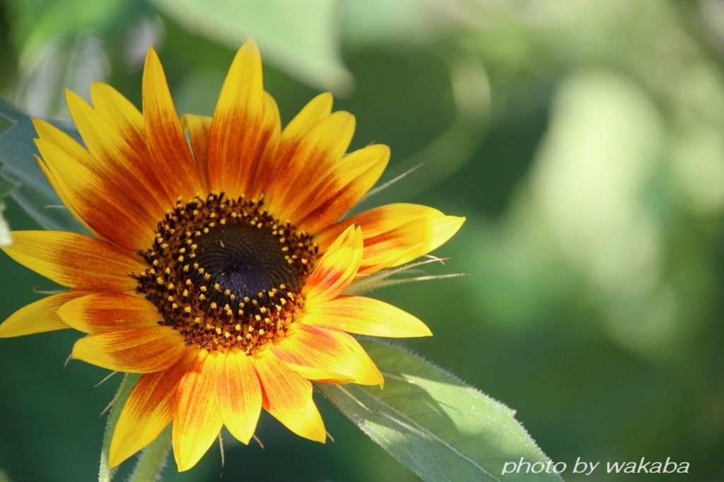 グラデションの花びらの向日葵の花が咲いていた 自然のキャンバス グラデションの花びらの向日葵の花が咲いていた 自然のキャンバス
