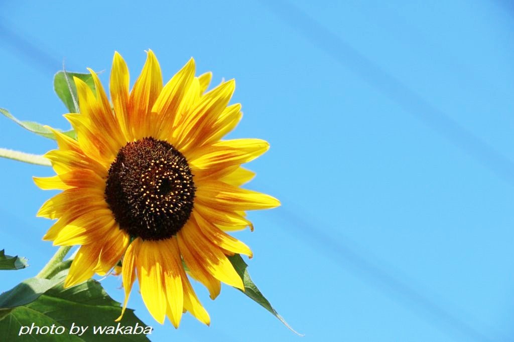 グラデションの花びらの向日葵の花が咲いていた 自然のキャンバス グラデションの花びらの向日葵の花が咲いていた 自然のキャンバス