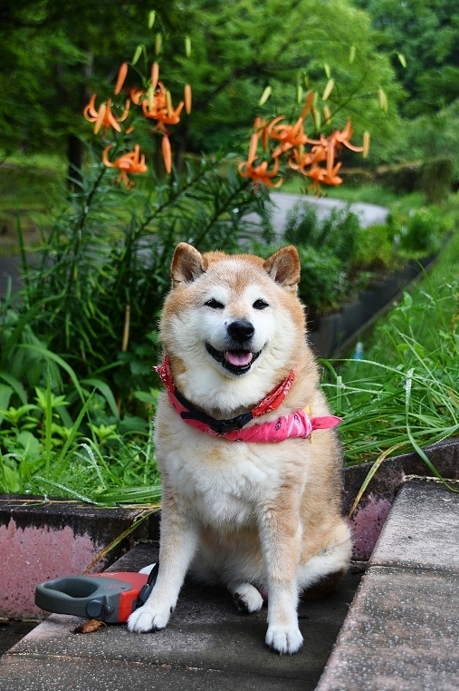 梅雨明け_b0314043_07030602.jpg