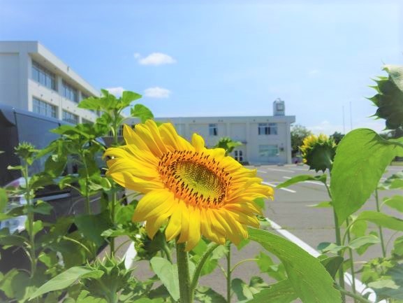 ひまわりの花 年4月開校 太陽の学校 より ひまわりの花 年4月開校 太陽の学校 より