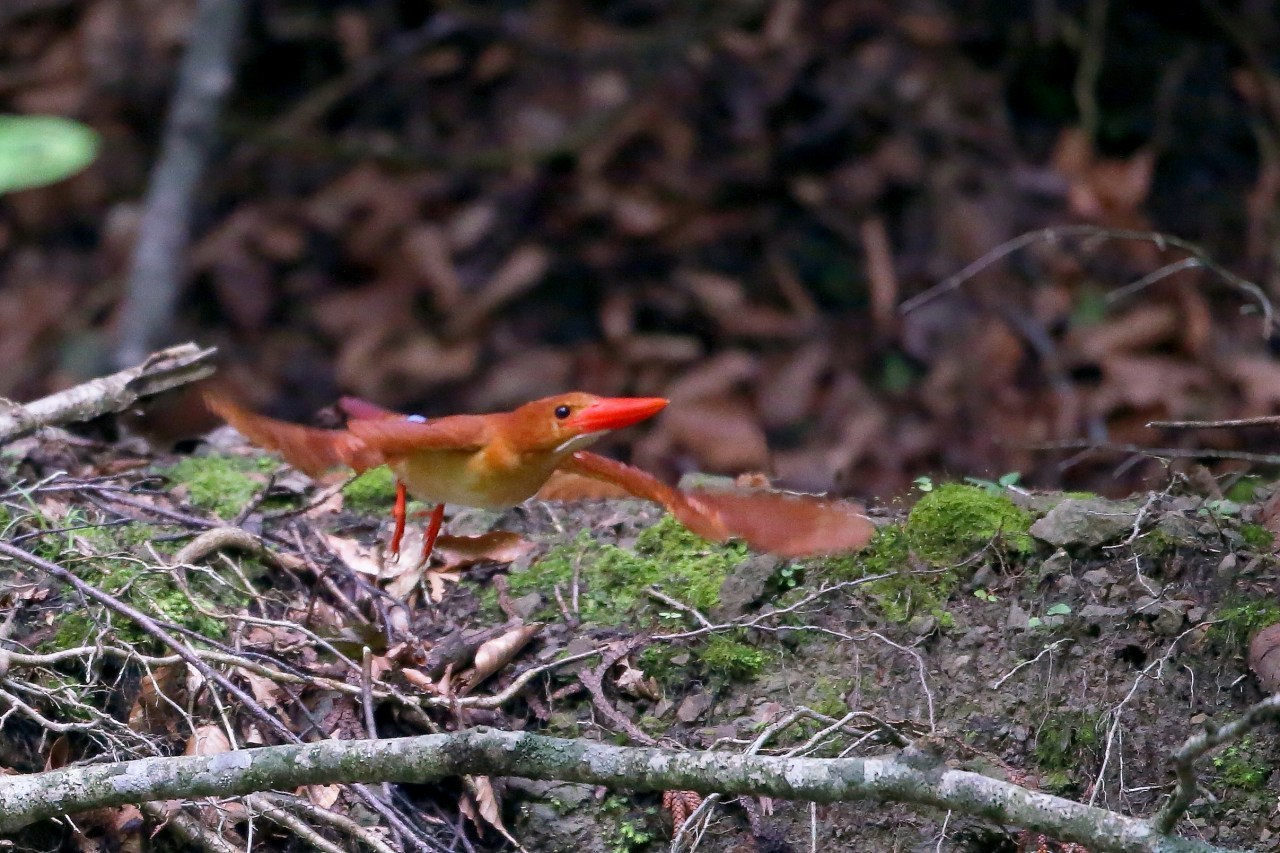 アカショウビンの飛び出し t hの野鳥写真 アカショウビンの飛び出し t hの野鳥写真