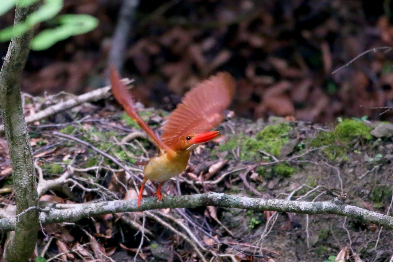 アカショウビンの飛び出し t hの野鳥写真 アカショウビンの飛び出し t hの野鳥写真