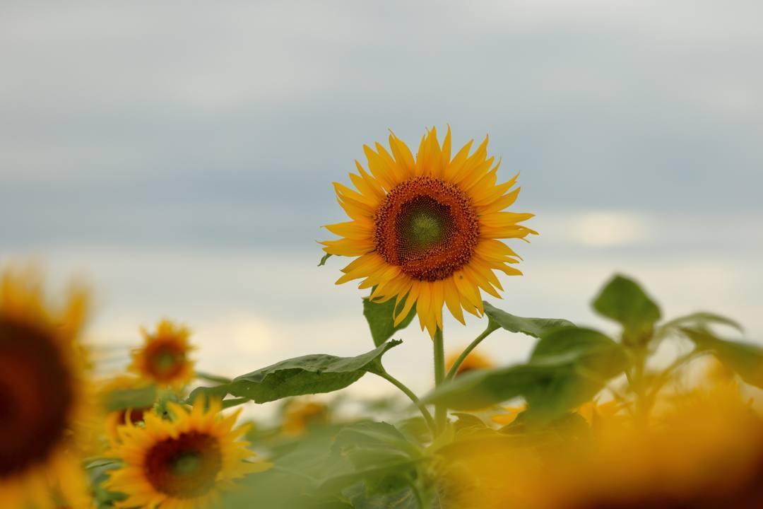 ひまわり村_e0403850_21061418.jpg