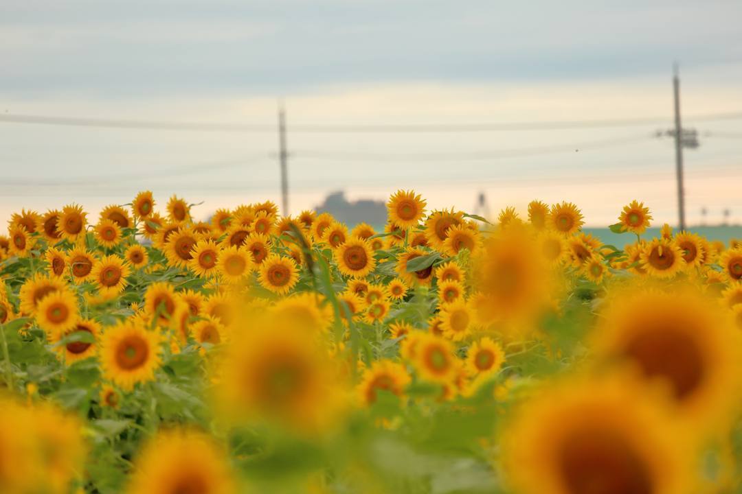 ひまわり村_e0403850_21070199.jpg