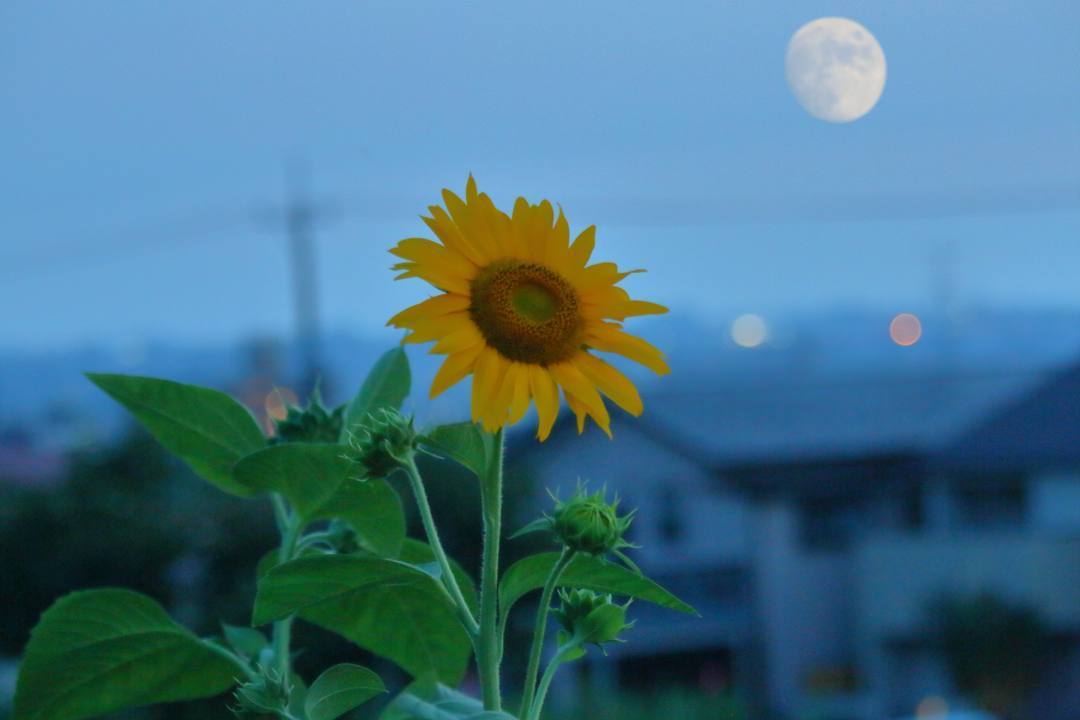 ひまわり村_e0403850_21074334.jpg