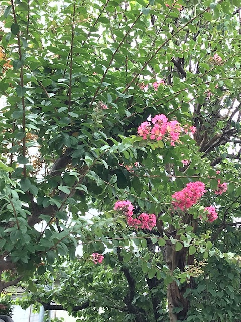 8月が始まった_a0399157_12082374.jpg