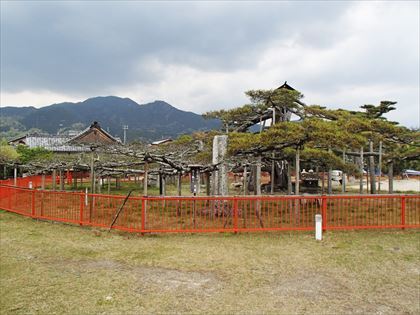 歌川広重の描いた浮世絵「唐崎の夜雨」の地へ 近江八景_e0044657_21103569.jpg