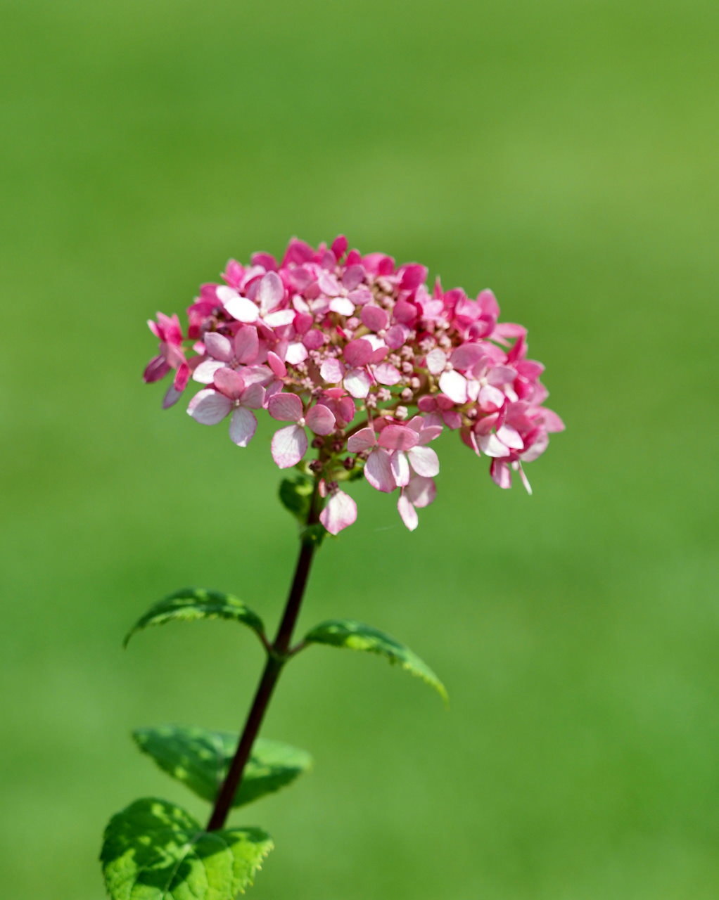 梅雨明け記念で 花撮り・実撮り・虫撮り_c0305565_17365960.jpg