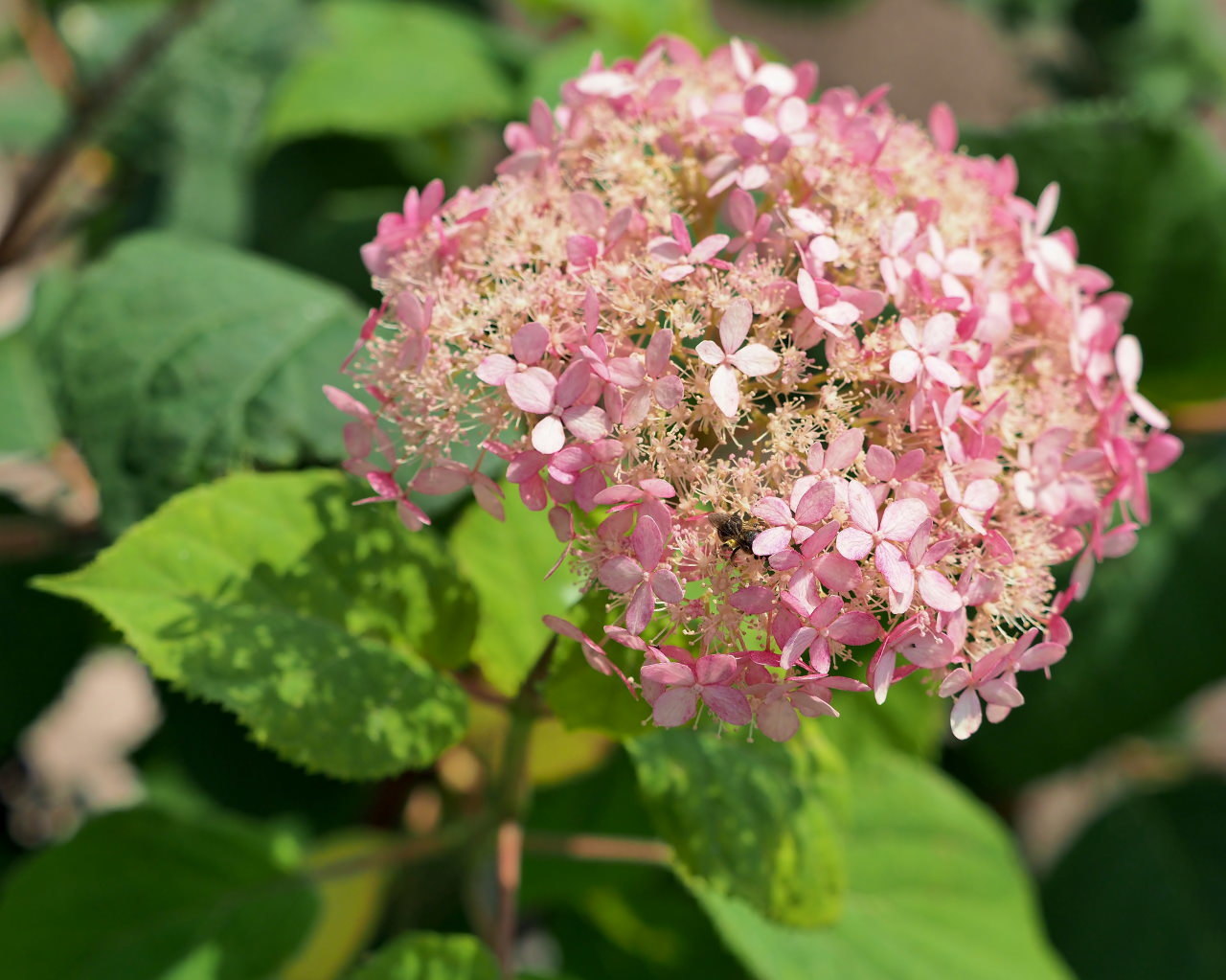 梅雨明け記念で 花撮り・実撮り・虫撮り_c0305565_17371492.jpg