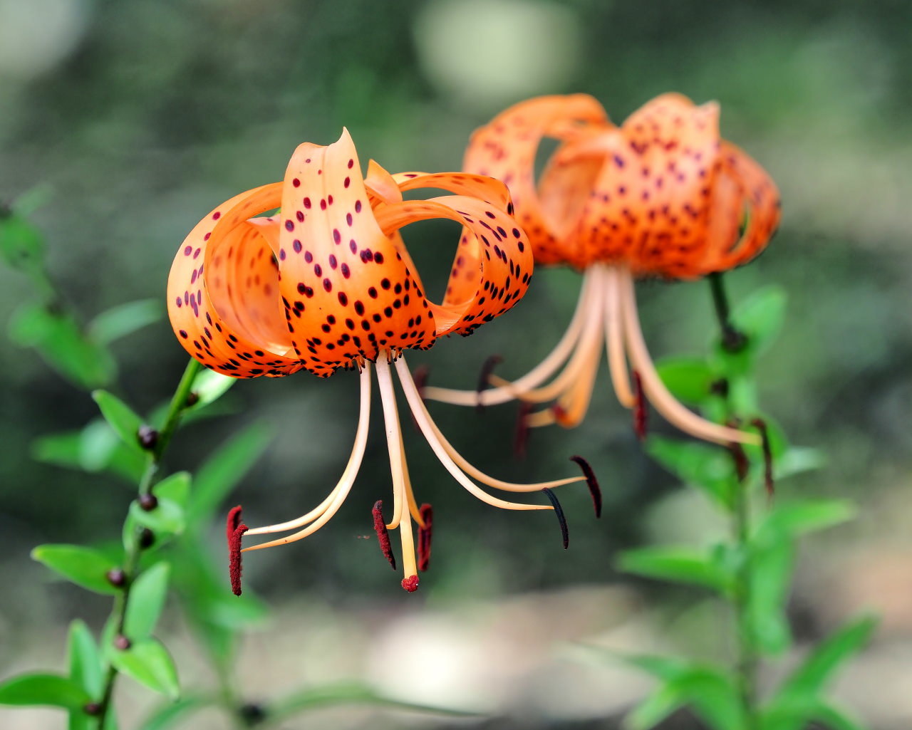 梅雨明け記念で 花撮り・実撮り・虫撮り_c0305565_17372990.jpg