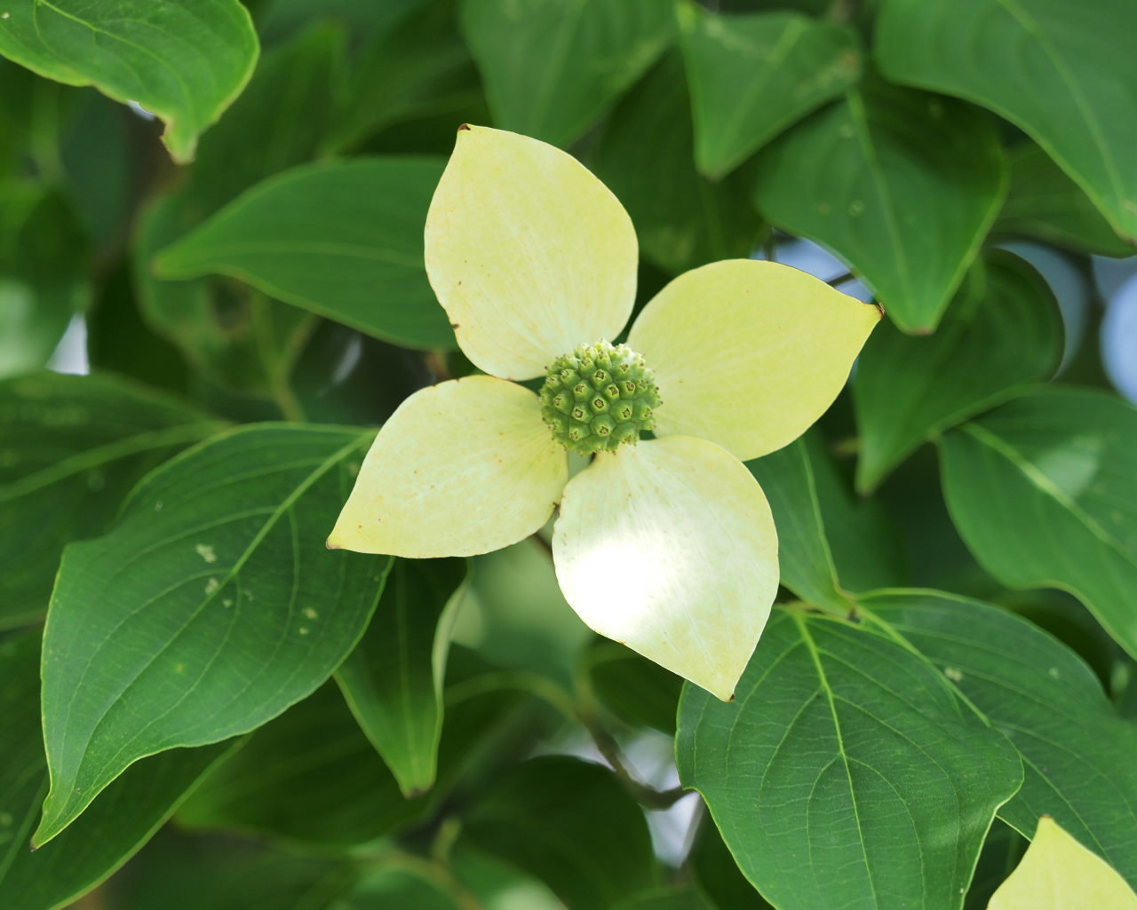 梅雨明け記念で 花撮り・実撮り・虫撮り_c0305565_17382220.jpg