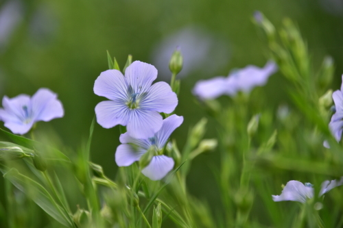 当別亜麻の花畑_d0237967_20433694.jpg