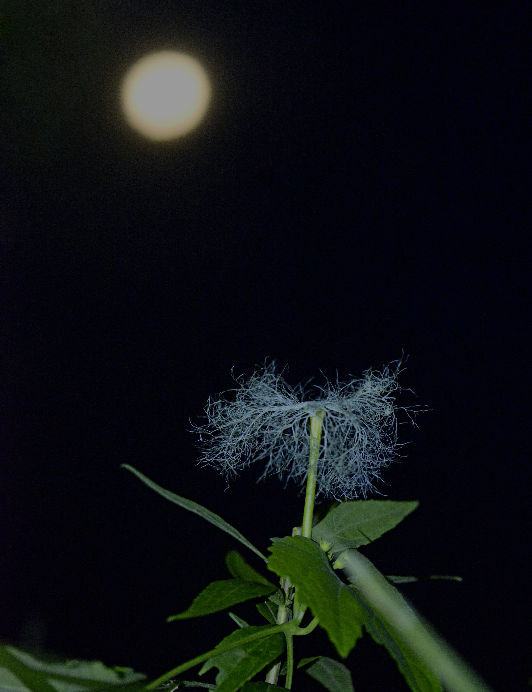 朧月夜に咲くカラスウリ　_c0232370_05294265.jpg