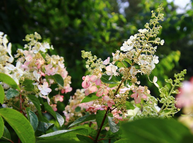 少しずつ草引きも進んでます_d0258871_21033671.jpg