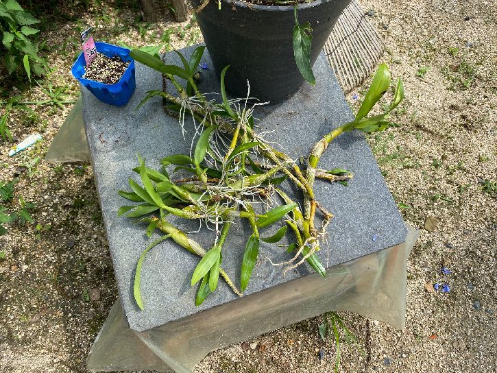 少しずつ草引きも進んでます_d0258871_21124764.jpg
