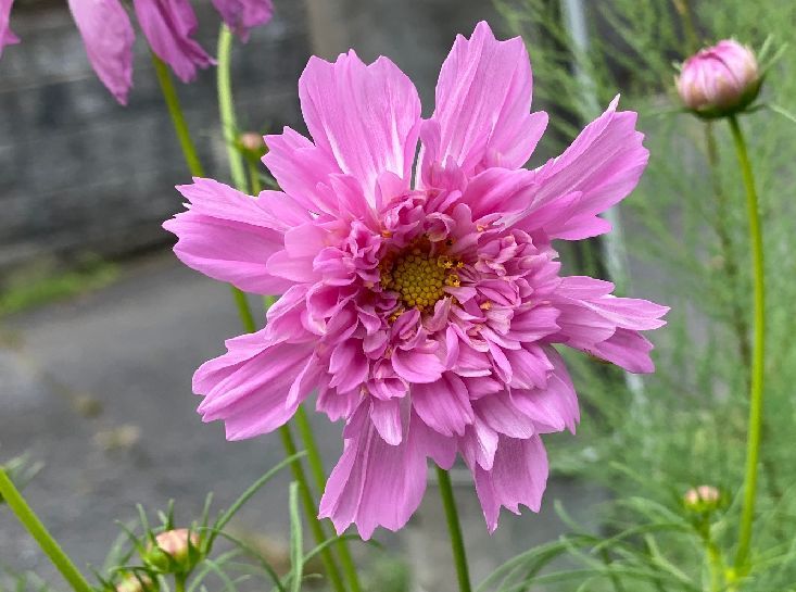 少しずつ草引きも進んでます_d0258871_21272612.jpg