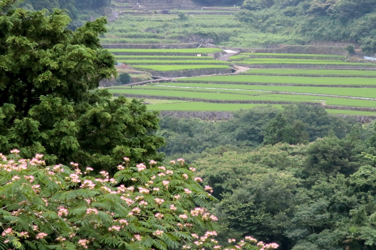 梅　雨　時　の　棚　田　　（7/3）　～千々石町岳～　　_c0386474_21561051.jpg