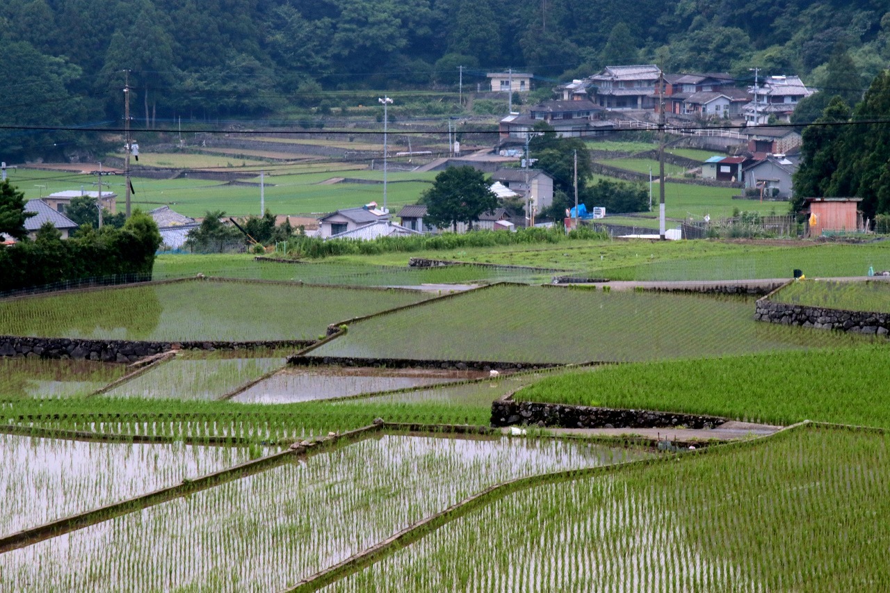 梅　雨　時　の　棚　田　　（7/3）　～千々石町岳～　　_c0386474_22380182.jpg