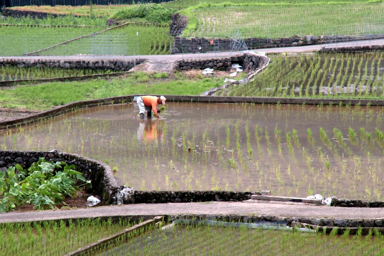 梅　雨　時　の　棚　田　　（7/3）　～千々石町岳～　　_c0386474_22382633.jpg