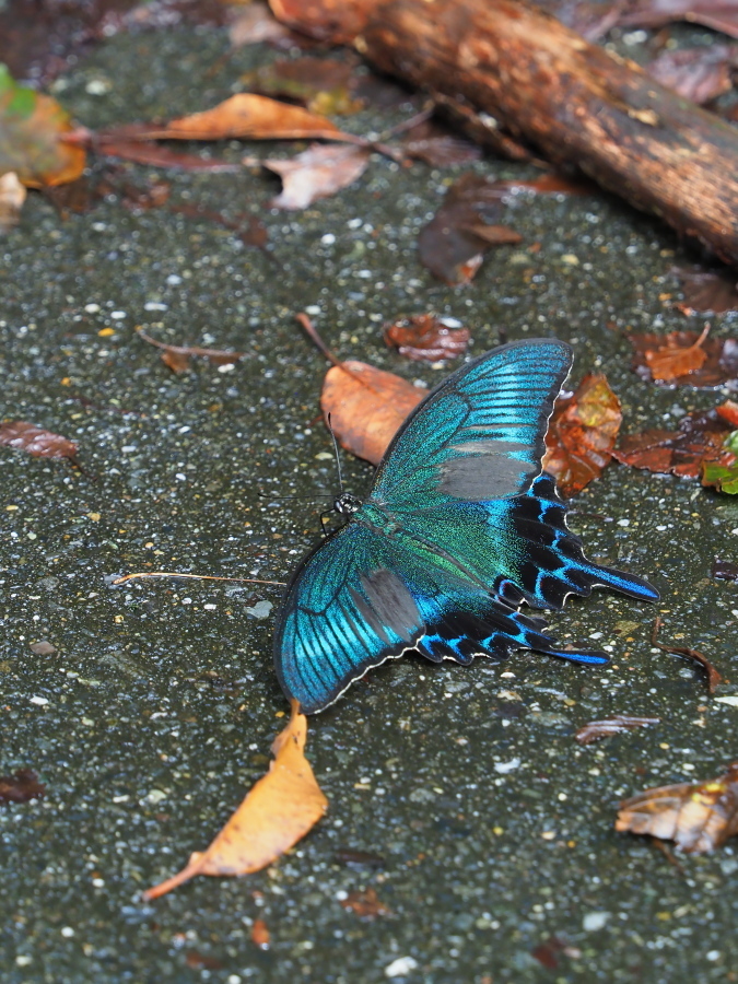 ミヤマカラスアゲハなど_e0305074_21452068.jpg