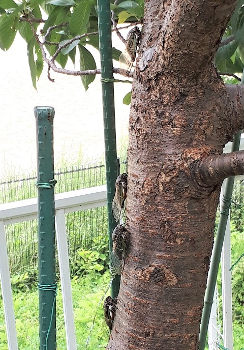 裏庭の桜の幹に蝉 友へのたより