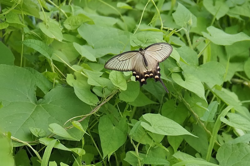 小畔川便り（アゲハ類の吸水-3:2020/7/24-7/30）_f0031682_14574508.jpg